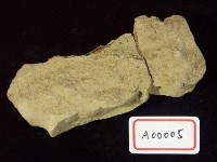 木化石藏品圖，第3張